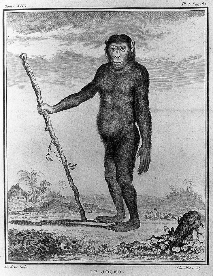 1749 г. обезьяночеловек из Общей особой естественной истории Буффона